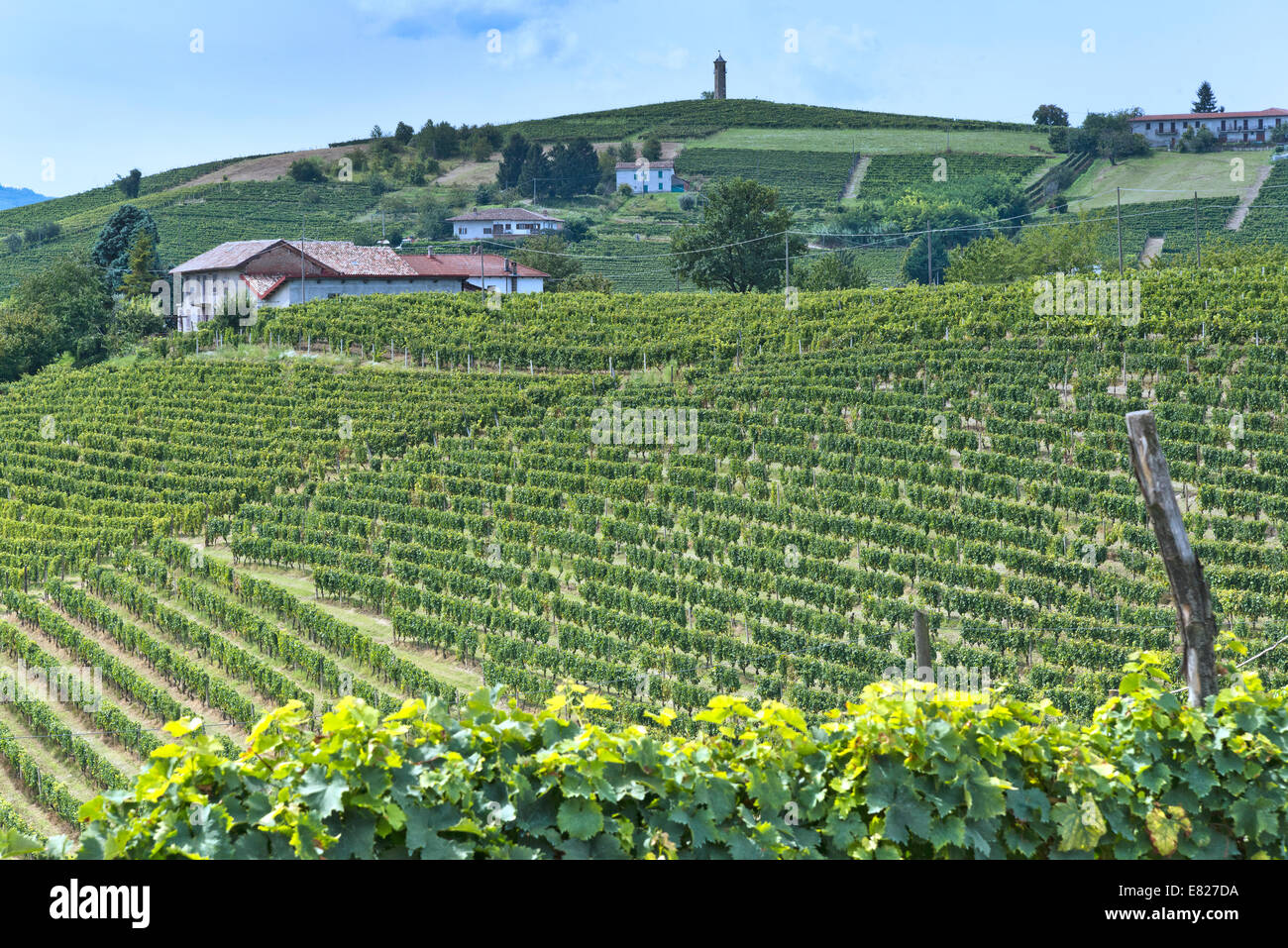 L'Italia,vigneti del Piemonte: Langhe-Roero e Monferrato nella Lista del Patrimonio Mondiale UNESCO Foto Stock