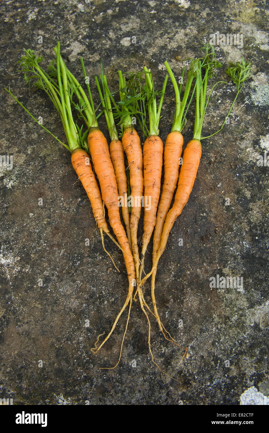 Fresche e pulite le carote con foglia verde tops, stabilite in un display. Foto Stock