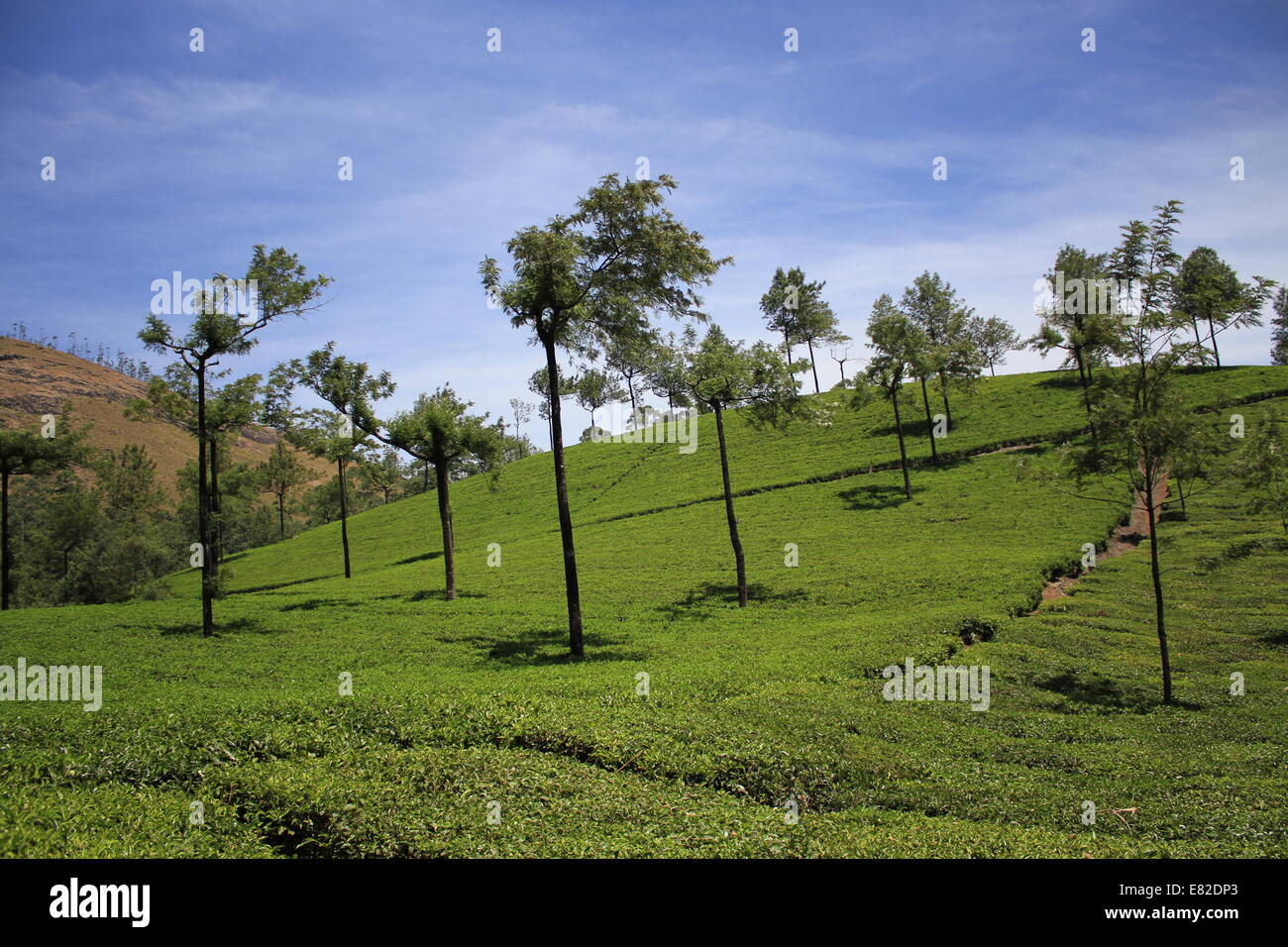 Le piantagioni di tè sul ripido pendio Munnar Kerala, India Foto Stock