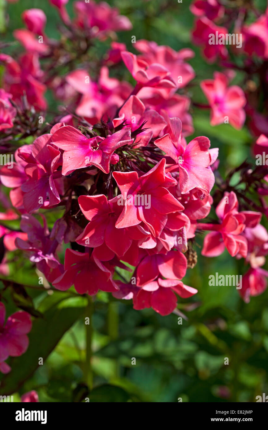 Phlox paniculata 'Windsor' Foto Stock