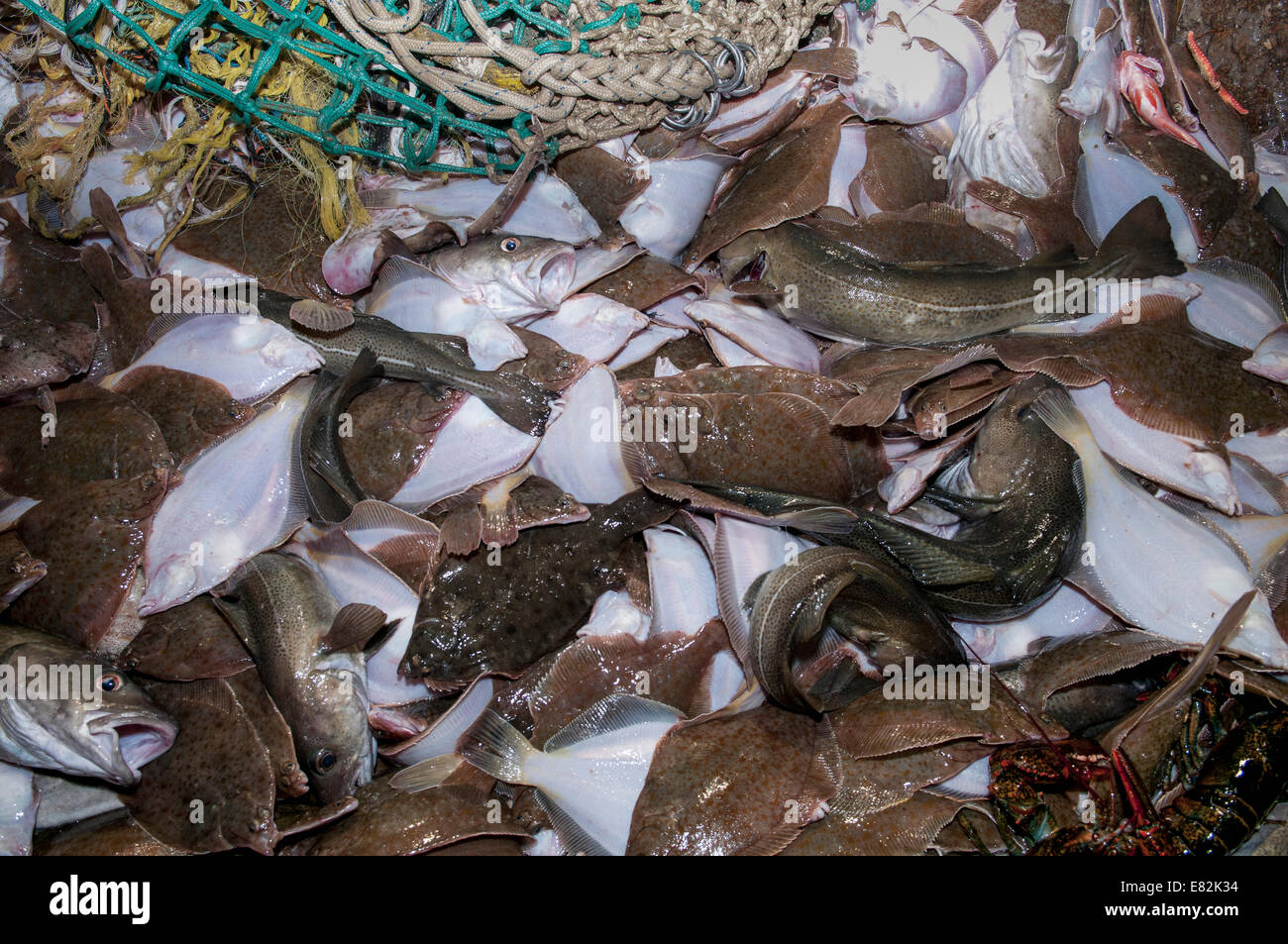 Le catture accessorie di Limanda (Limanda ferruginea) e di merluzzo bianco (Gadus morhua)su) il mazzo di pesca dragger.Stellwagen Foto Stock