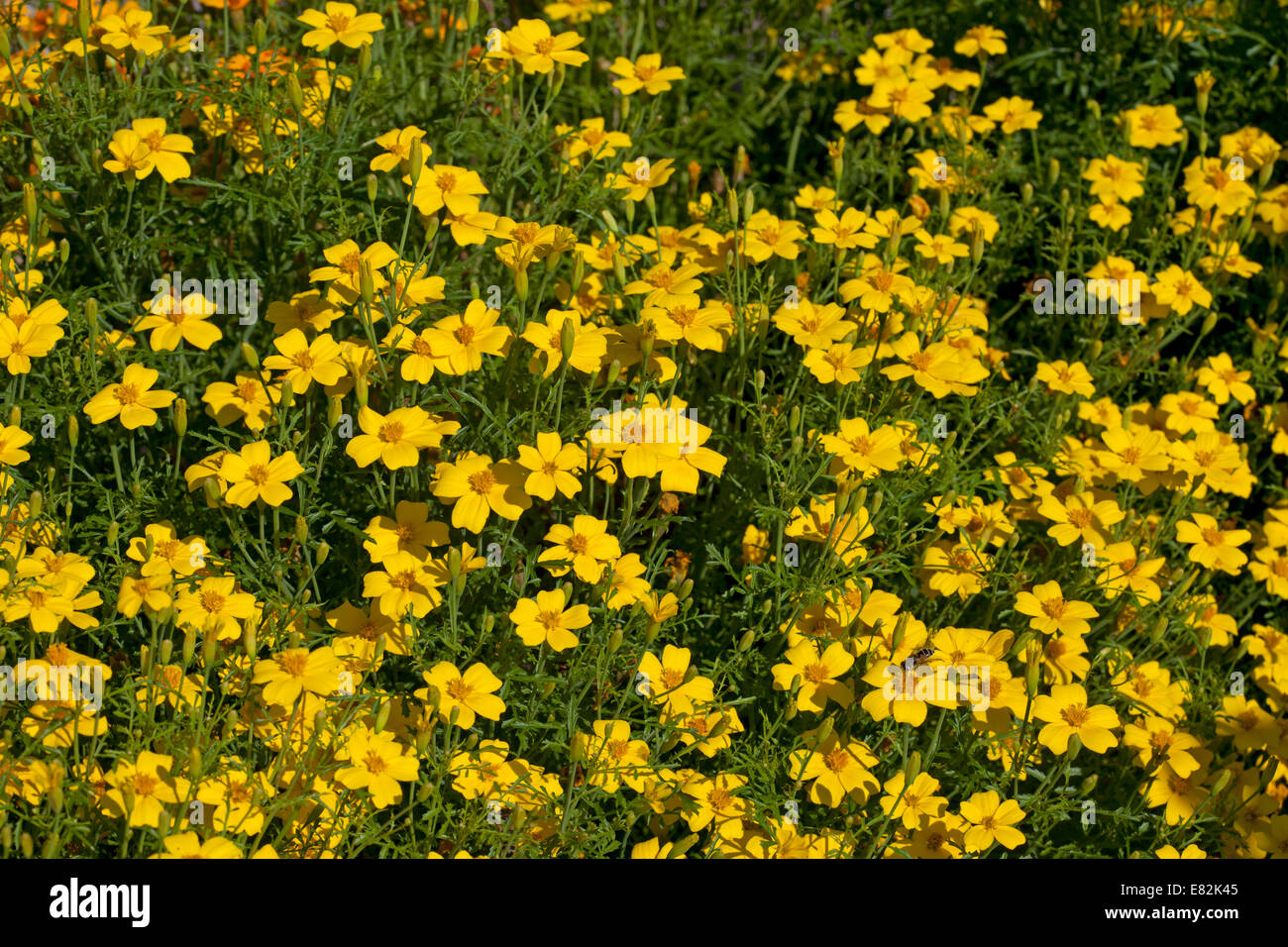 Tagetes " Golden Gem' Foto Stock