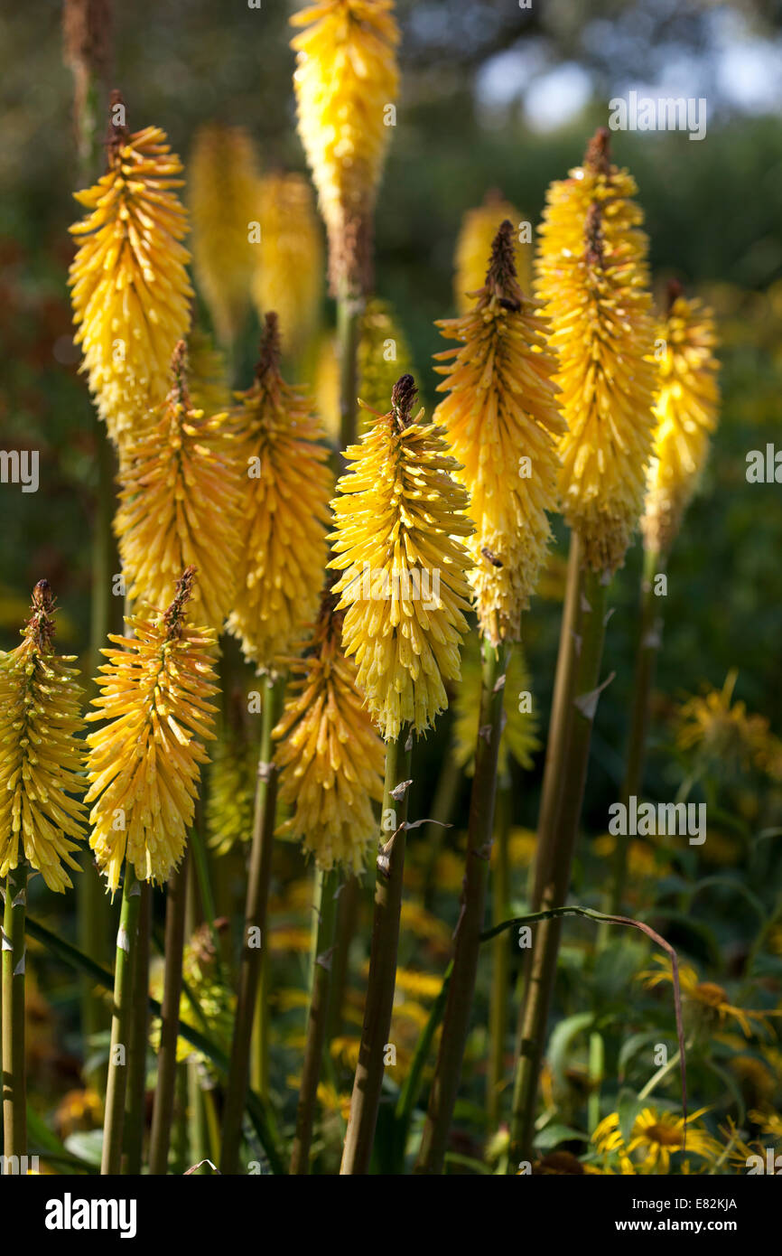 Kniphofia 'Wrexham Buttercup" Foto Stock