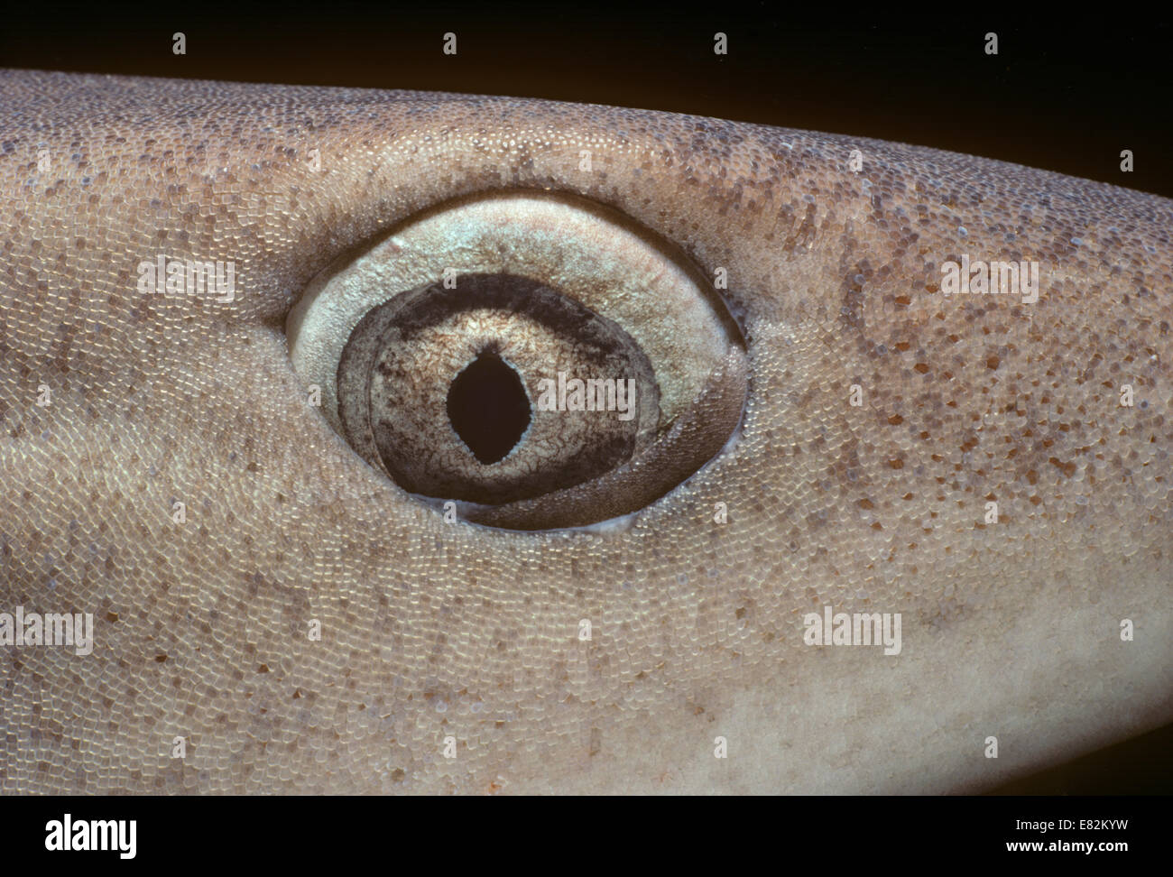 Occhio di Whitetip Reef Shark (Triaenodon obesus), membrana nictitating chiusura per proteggere l'occhio. Cocos Island, Costa Rica, Pacific Foto Stock