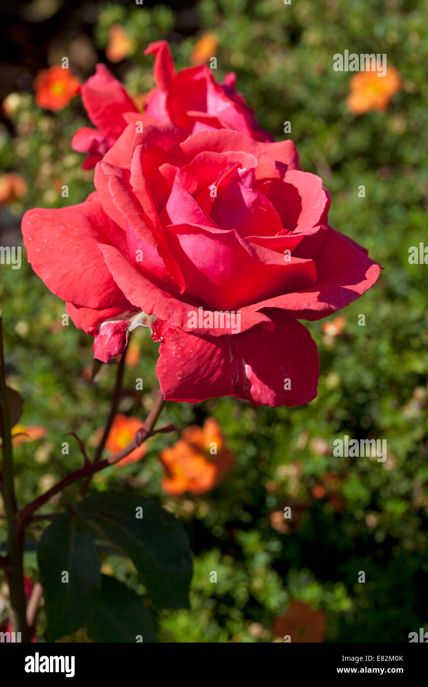 Rosa "fragrante" Cloud Foto Stock