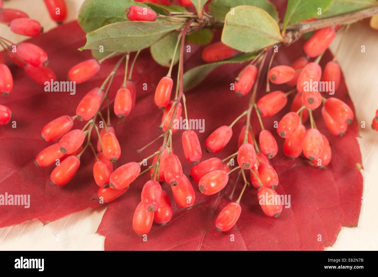 Barbery su un autunno rosso foglia, closeup shot Foto Stock