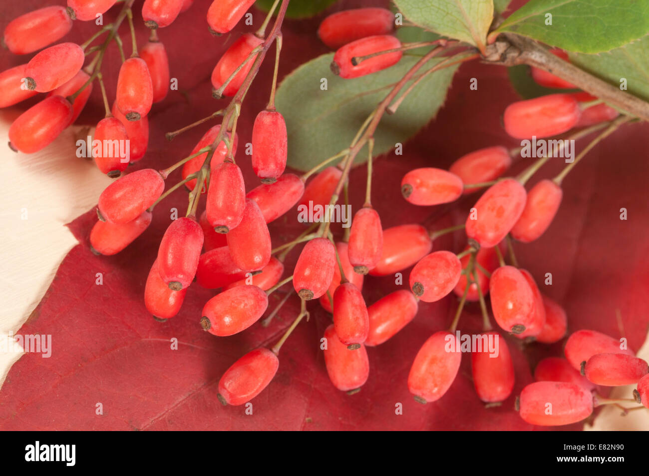 Barbery su un autunno rosso foglia, closeup shot Foto Stock