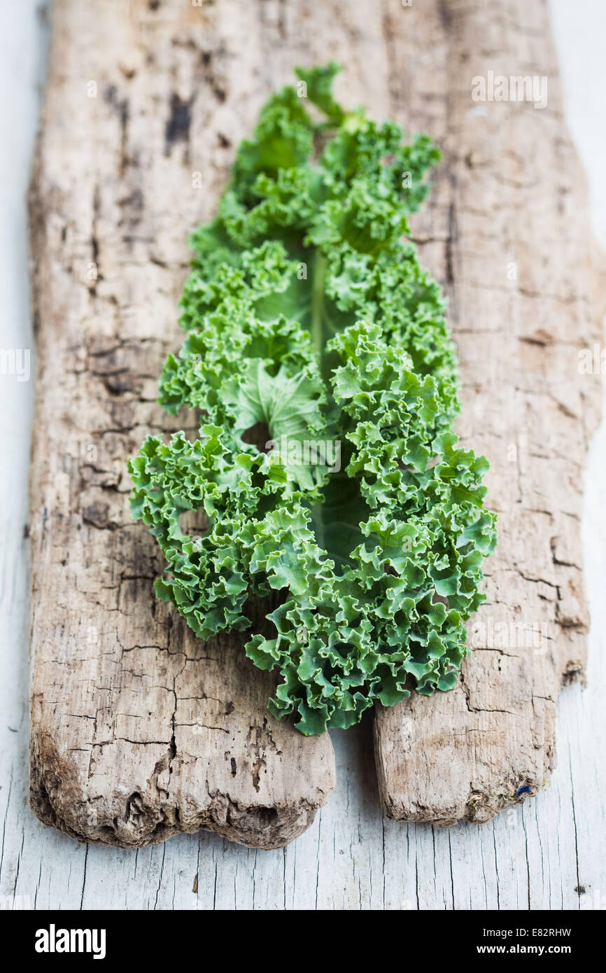 Kale (Brassica oleracea var. Sabellica L. ). Foto Stock