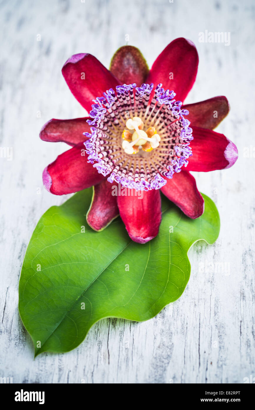 Fiore della passione (Passiflora). Foto Stock
