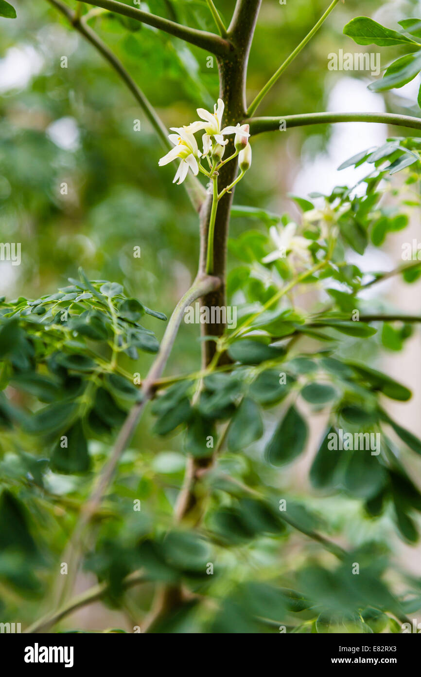 Moringa Oleifera fiore. Foto Stock