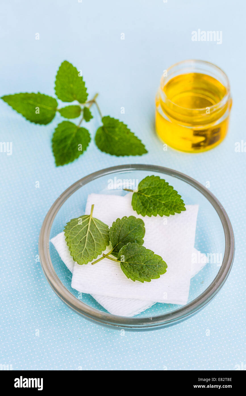 Olio essenziale di Melissa (Melissa officinalis). Foto Stock