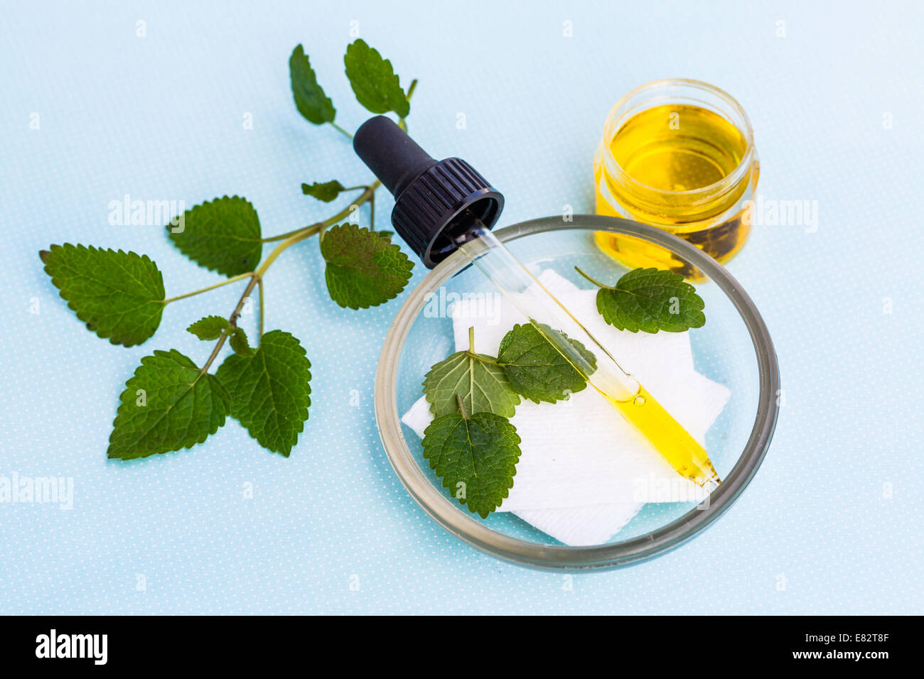 Olio essenziale di Melissa (Melissa officinalis). Foto Stock