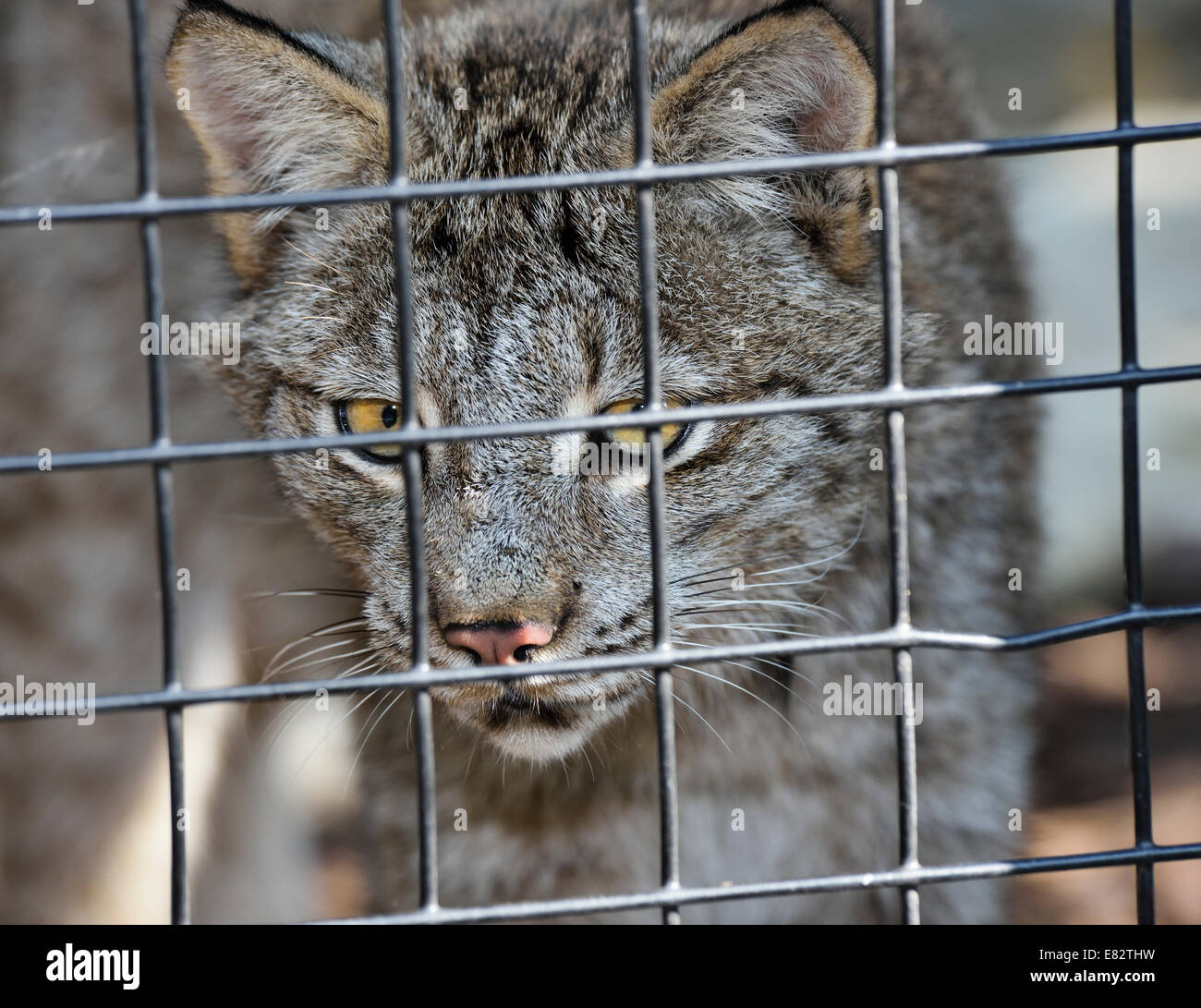 Il Lynx di Canada in gabbia in uno zoo Foto Stock