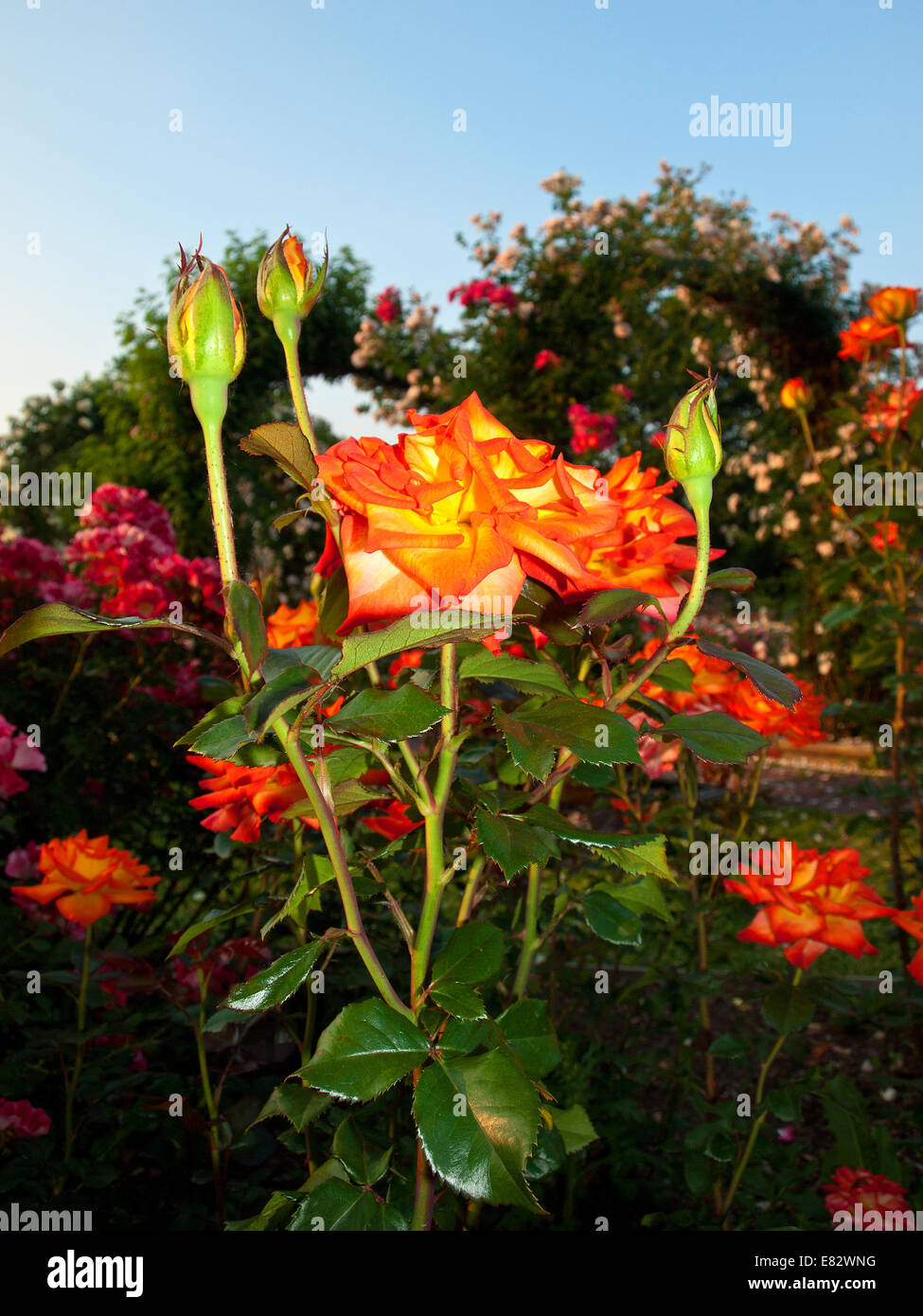 Il giardino delle rose di prima mattina Foto Stock