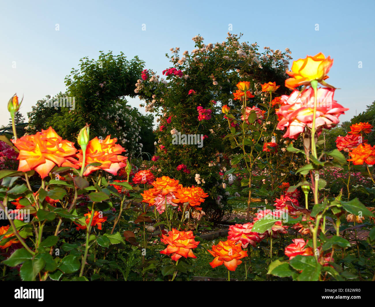 Il giardino delle rose di prima mattina Foto Stock