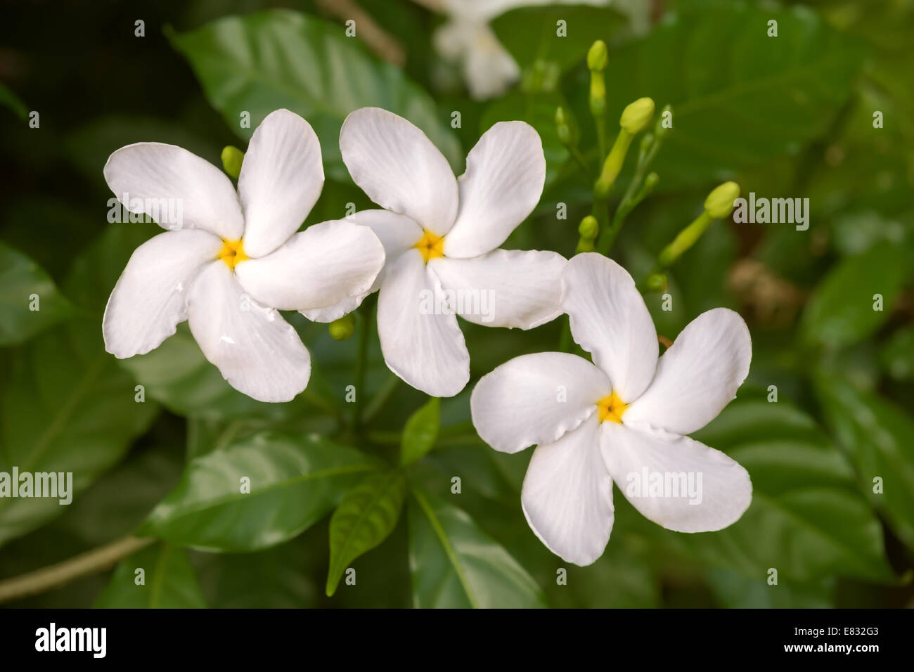 Fiore di caffè, tre bianchi fiori e boccioli, Repubblica Dominicana Foto  stock - Alamy