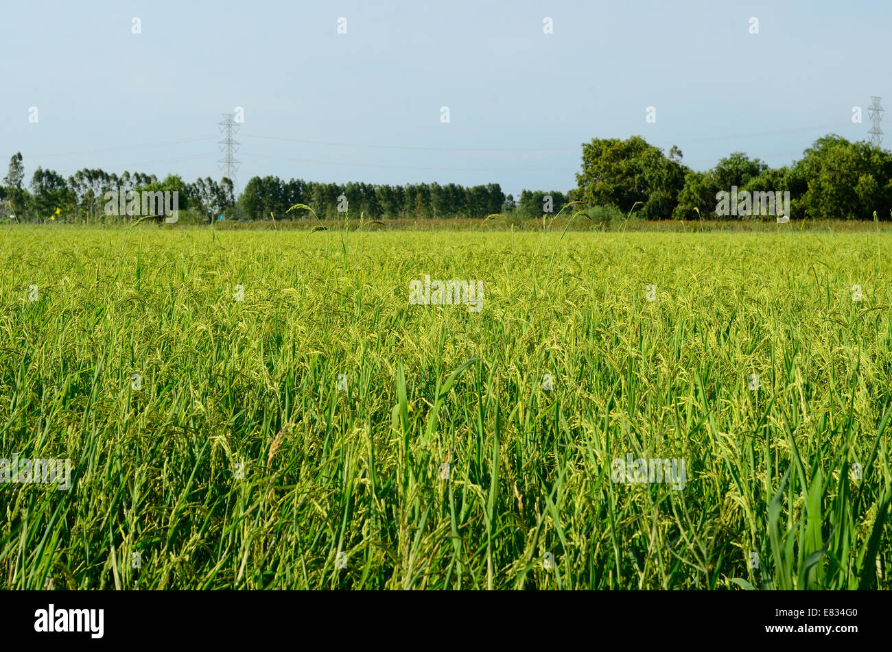 Bello stile tailandese campo di riso in riso tailandese farm Foto Stock