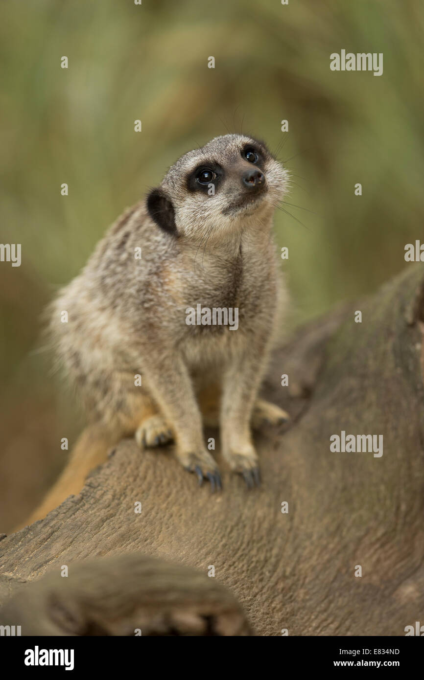 Meerkat (Suricata suricatta) avviso permanente Foto Stock