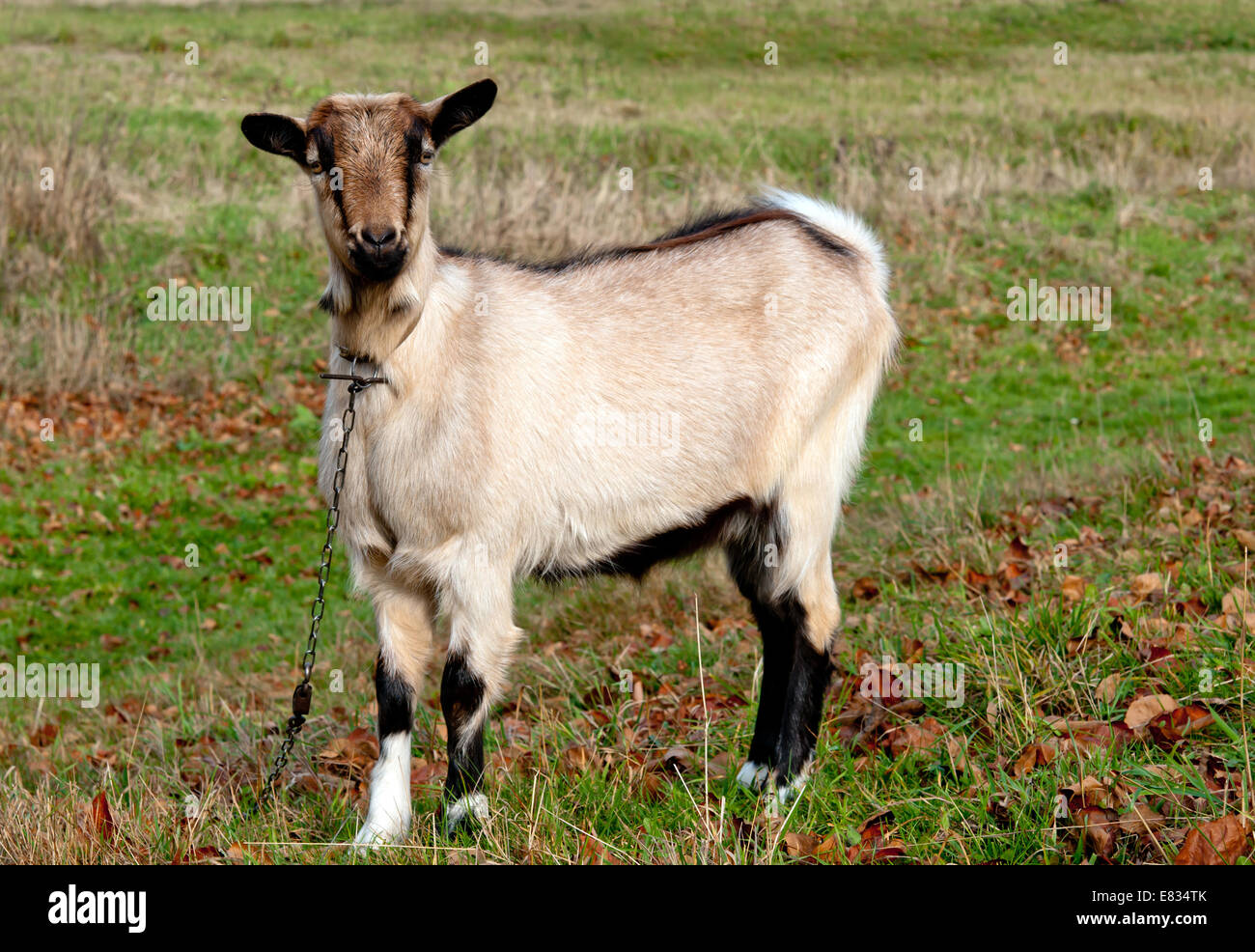 Capra marrone close up Foto Stock