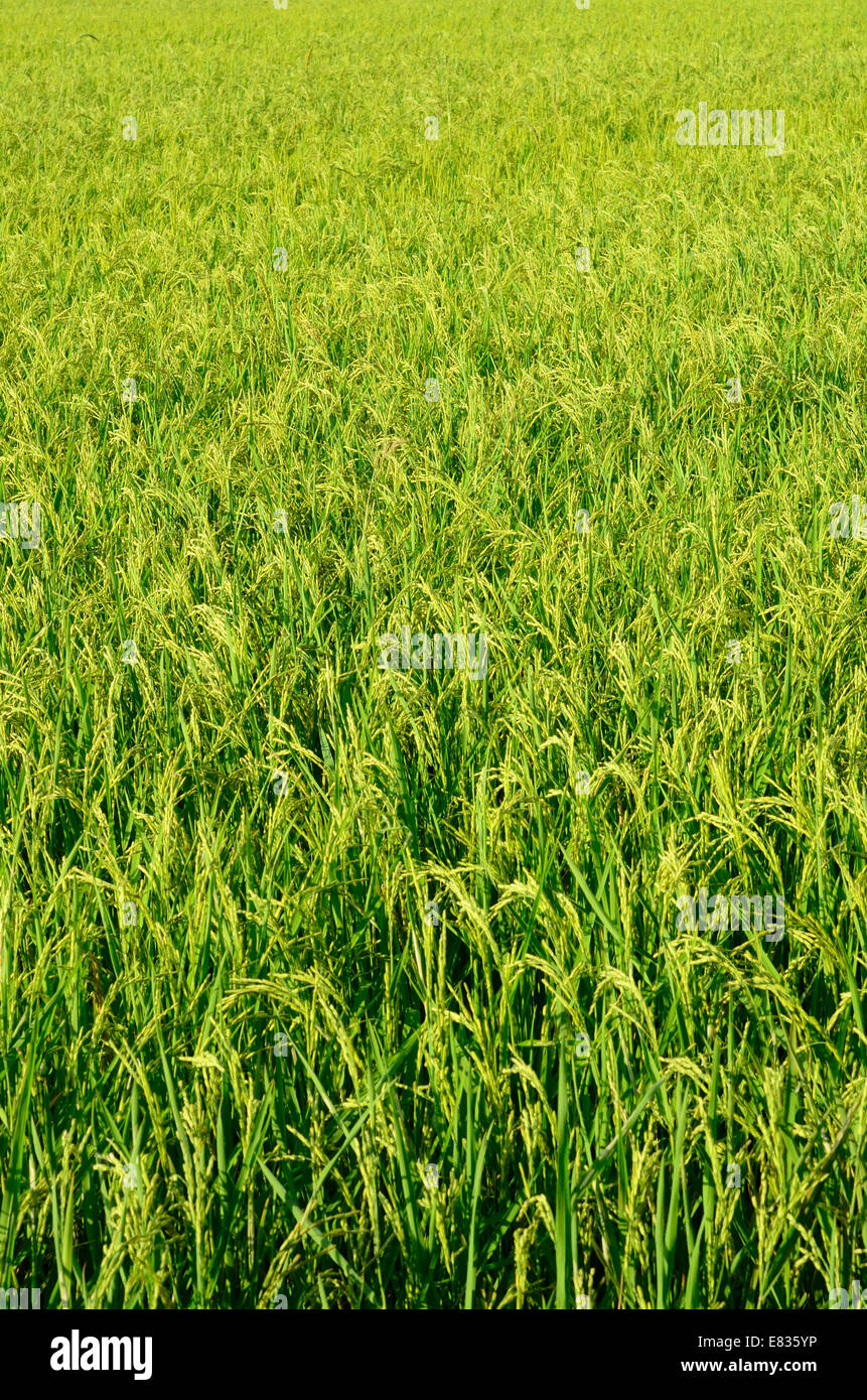 Bello stile tailandese campo di riso in riso tailandese farm Foto Stock