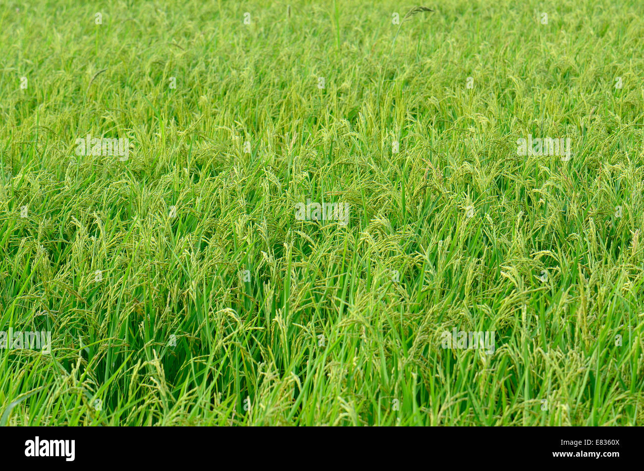 Bello stile tailandese campo di riso in riso tailandese farm Foto Stock