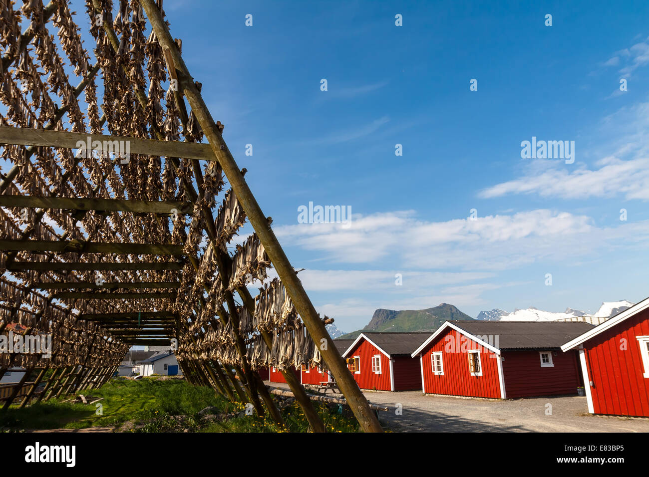 Merluzzo bianco di pesce ai rack di asciugatura e tradizionale casa norvegese rorbu, Lofoten, Norvegia Foto Stock