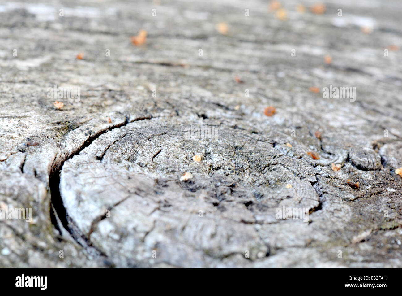 Corteccia di albero texture Foto Stock