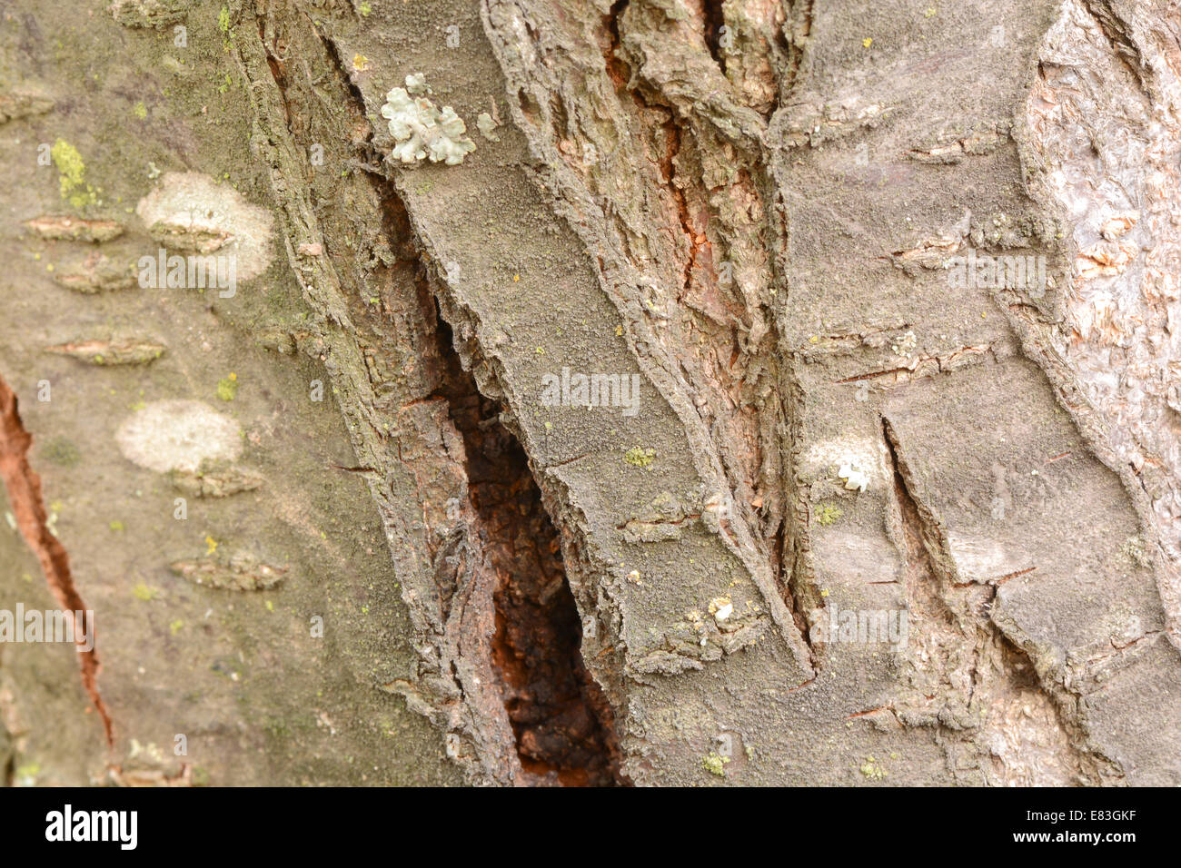 Corteccia di albero texture Foto Stock