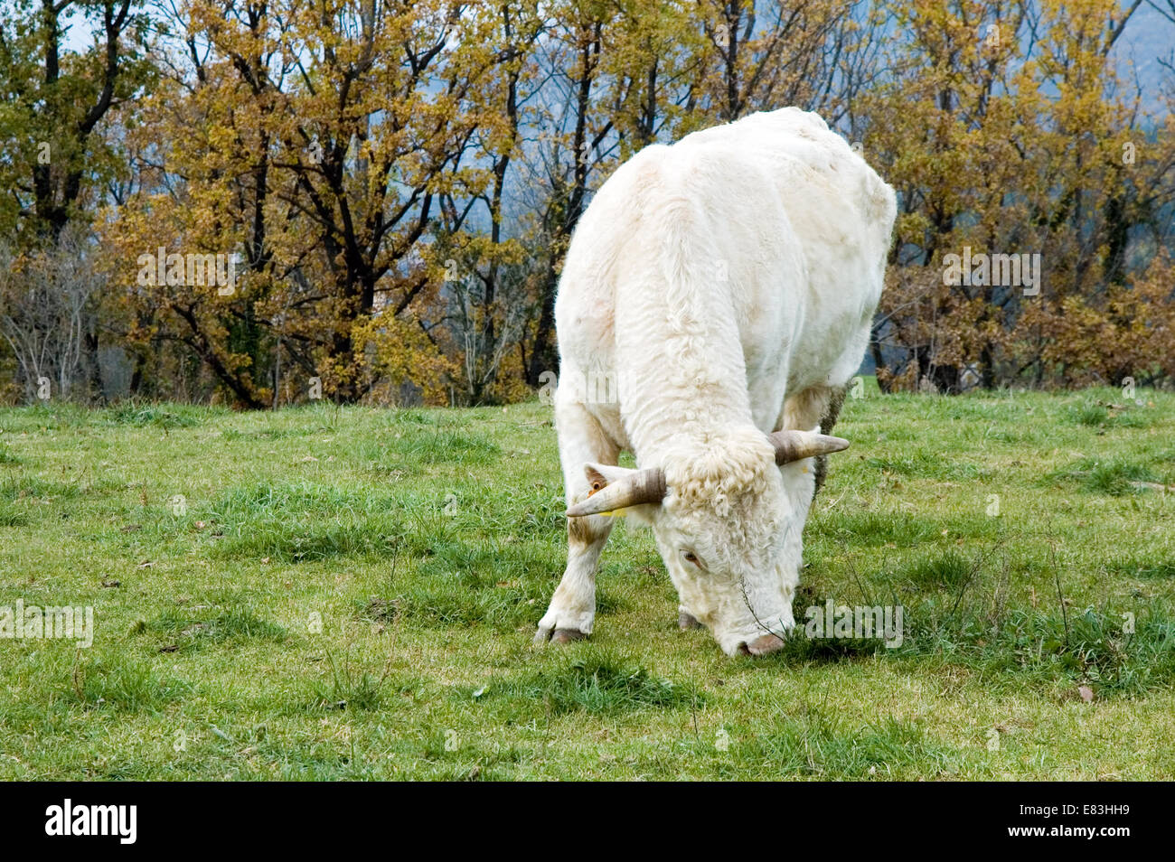 White bull il pascolo Foto Stock
