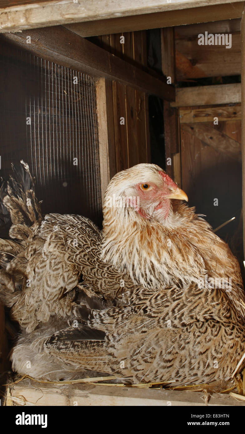 Brahma pollo sul nido Gallus gallus domesticus Foto Stock