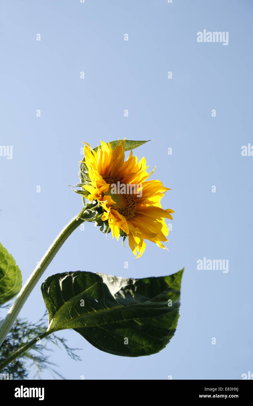 Gigante di fiori di girasole contro il cielo blu Helianthus annuus Foto Stock