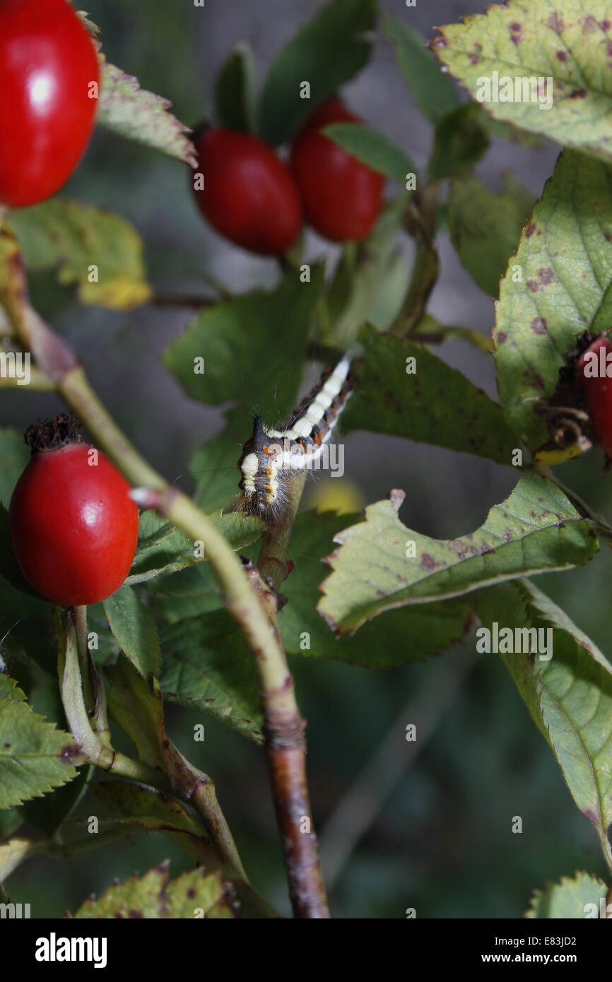 Pugnale grigio caterpillar mangiare foglie di rosa mosqueta Acronicta bush psi Foto Stock
