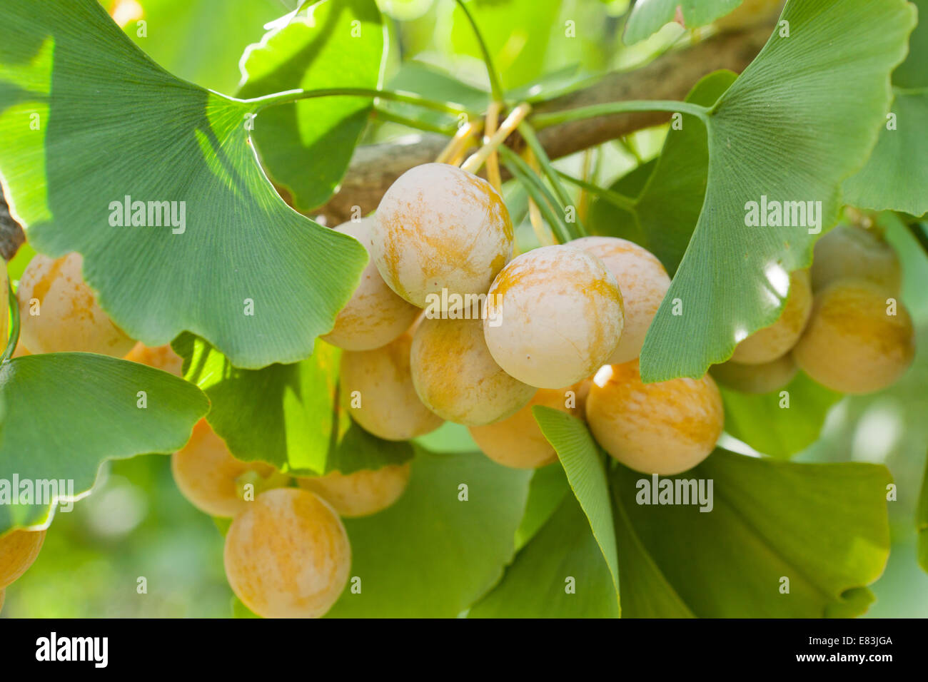 Coppia ginkgo ovuli e foglie (Ginkgo biloba) - USA Foto Stock