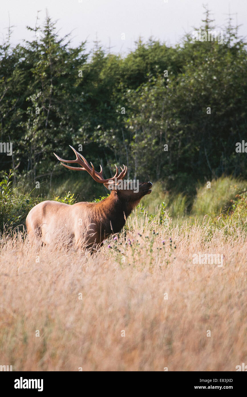 In Elk prairie creek redwoods state park Foto Stock