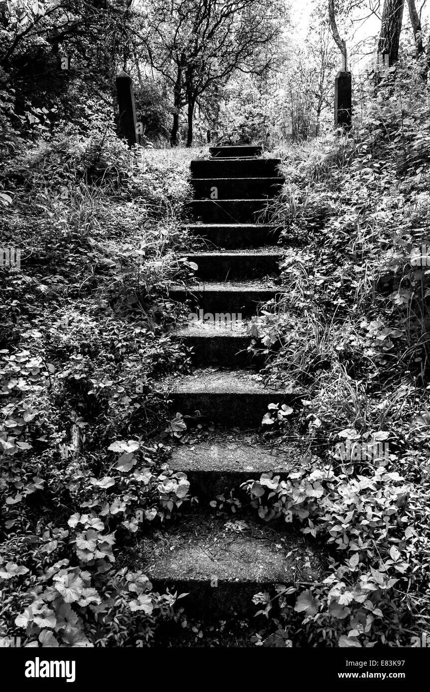 Foto in bianco e nero di vecchie scale e vegetazione circostante a Codorus parco statale, Pennsylvania. Foto Stock