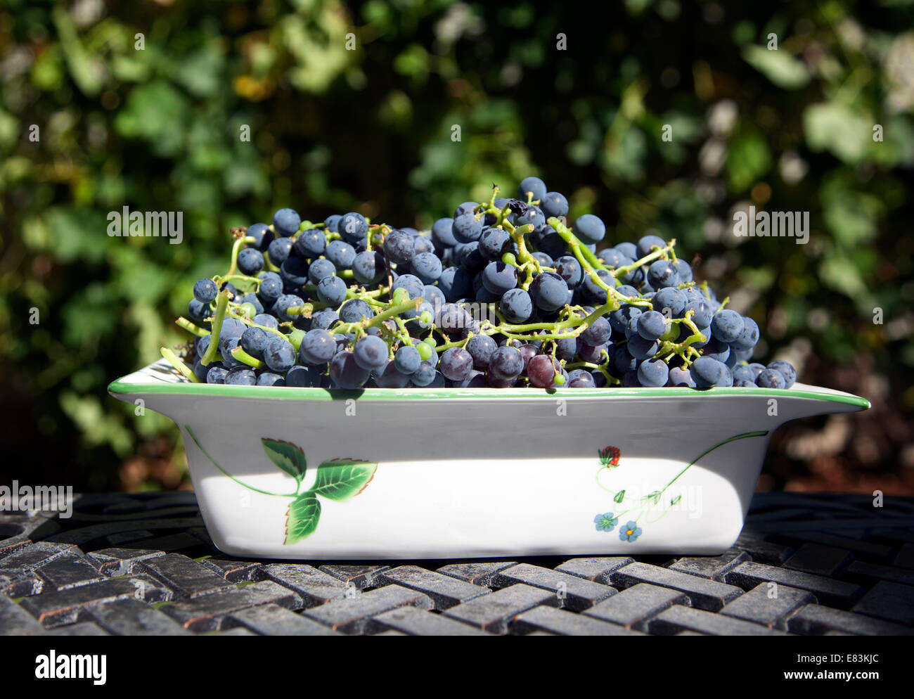 Appena raccolte uve Concord in una ciotola, 2014. Foto Stock