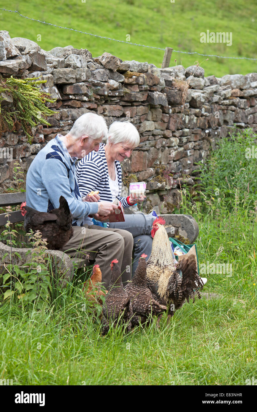 Coppia di anziani alimentazione di polli ruspanti, nello Yorkshire, Inghilterra, Regno Unito Foto Stock