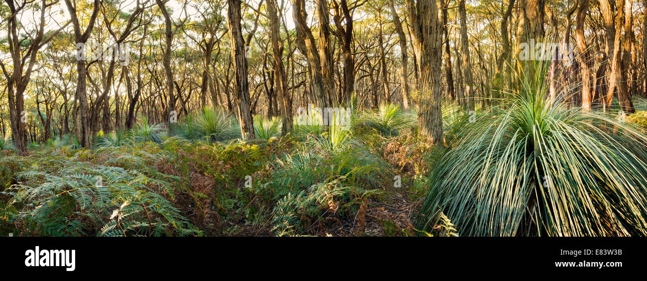 Paesaggio australiano di erba alberi in Sud Australia's Deep Creek Conservation Park in formato panorama Foto Stock