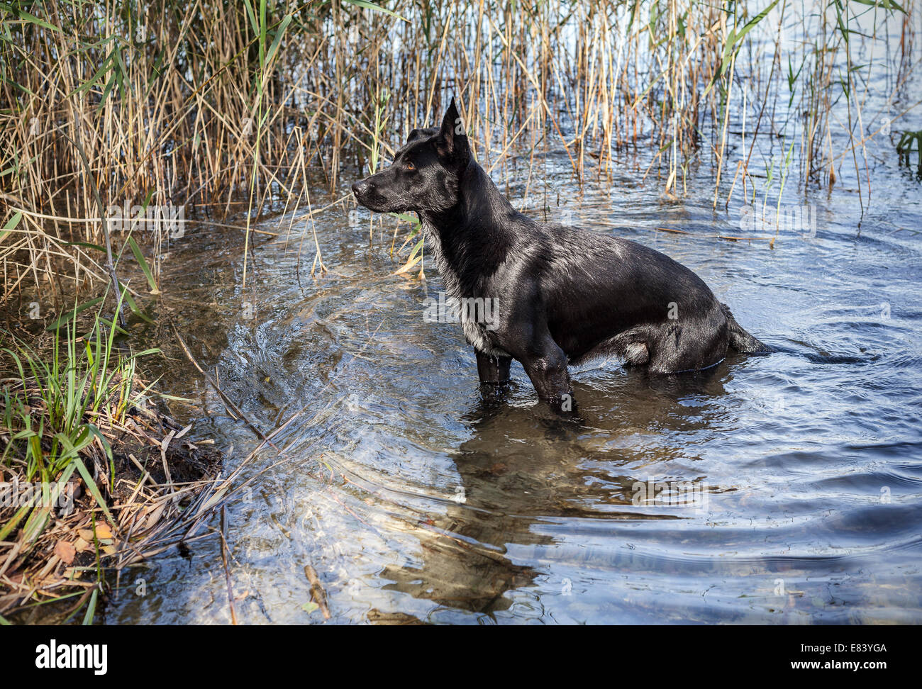 Grande nero cane selvatico che esce dal lago. Foto Stock