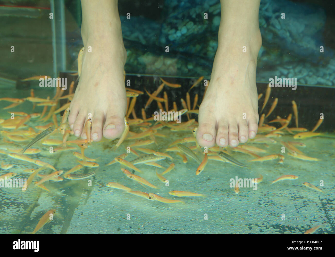 Pesce Spa per piede la terapia della pelle Foto Stock