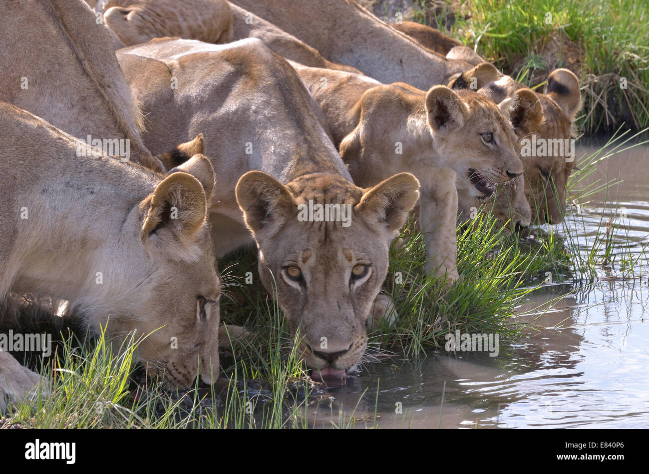 I Lions (Panthera leo) bere, settore Nsefu, South Luangwa National Park, Zambia Foto Stock