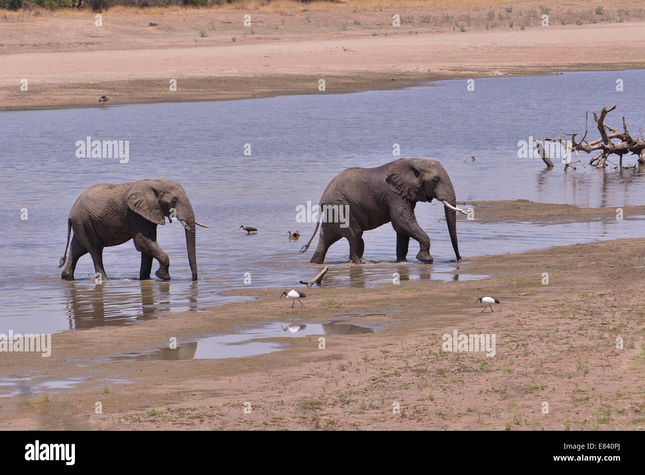 Elefante africano (Loxodonta africana) al fiume Luangwa, South Luangwa National Park, Zambia Foto Stock