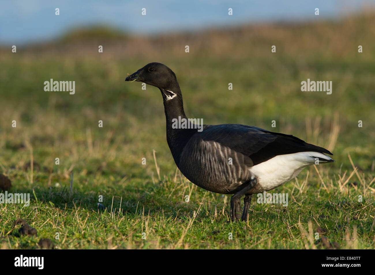 Brant o Brent Goose (Branta bernicla), Texel, North Holland, Paesi Bassi Foto Stock