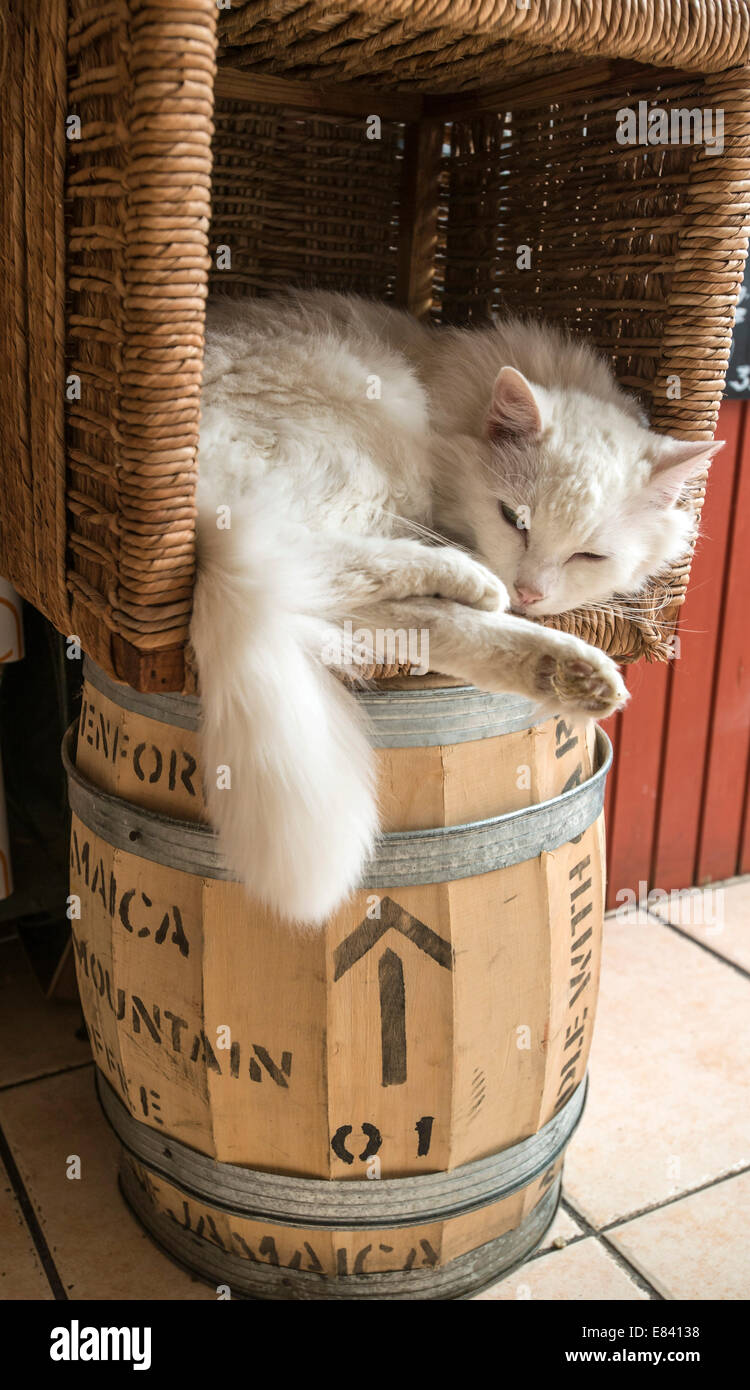 Il gatto domestico dormire in un cesto su un barile di caffè Foto Stock
