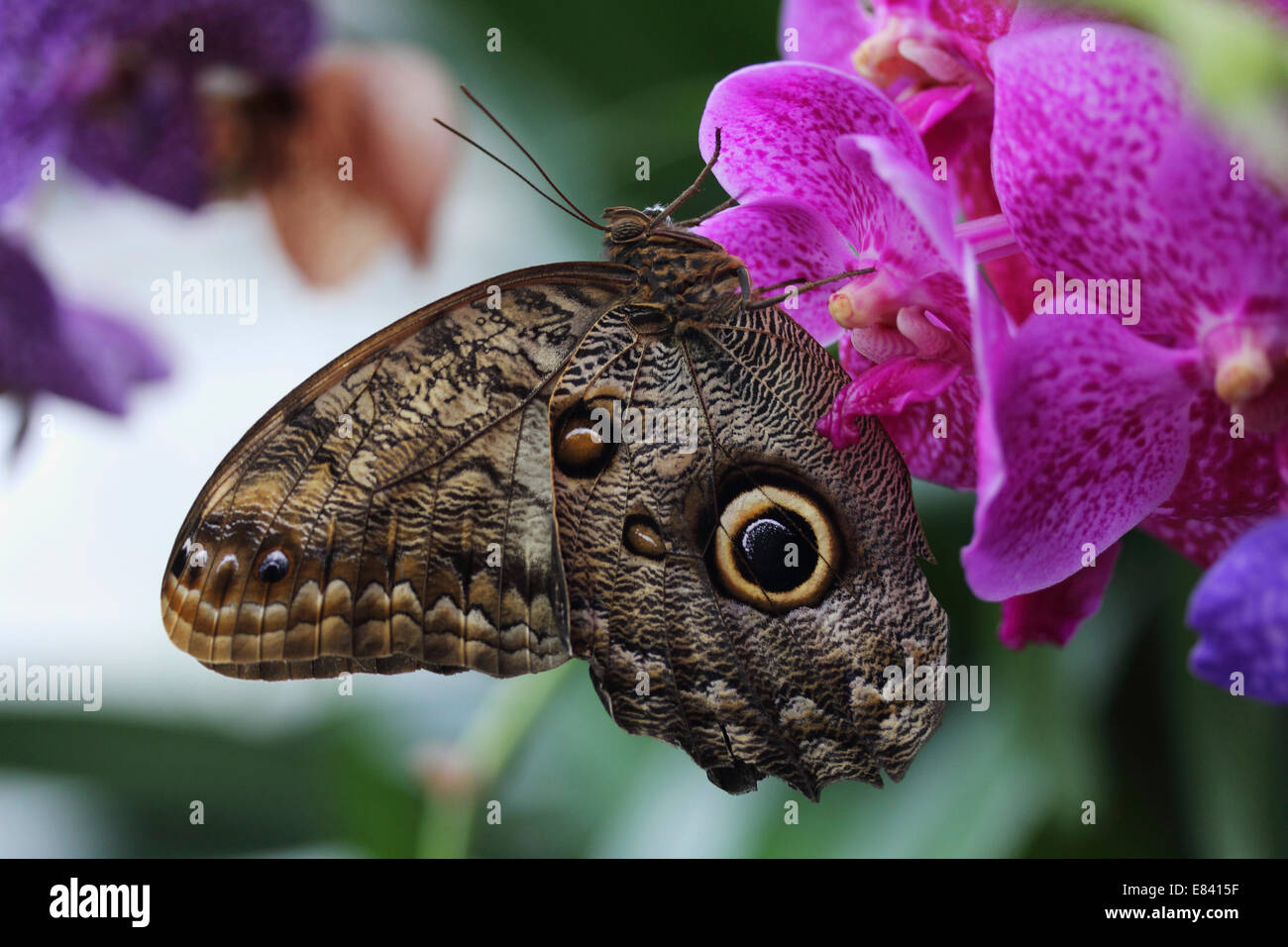 Foresta gigante farfalla Civetta (Caligo eurilochus), Butterfly House di Mainau, Baden-Württemberg, Germania Foto Stock