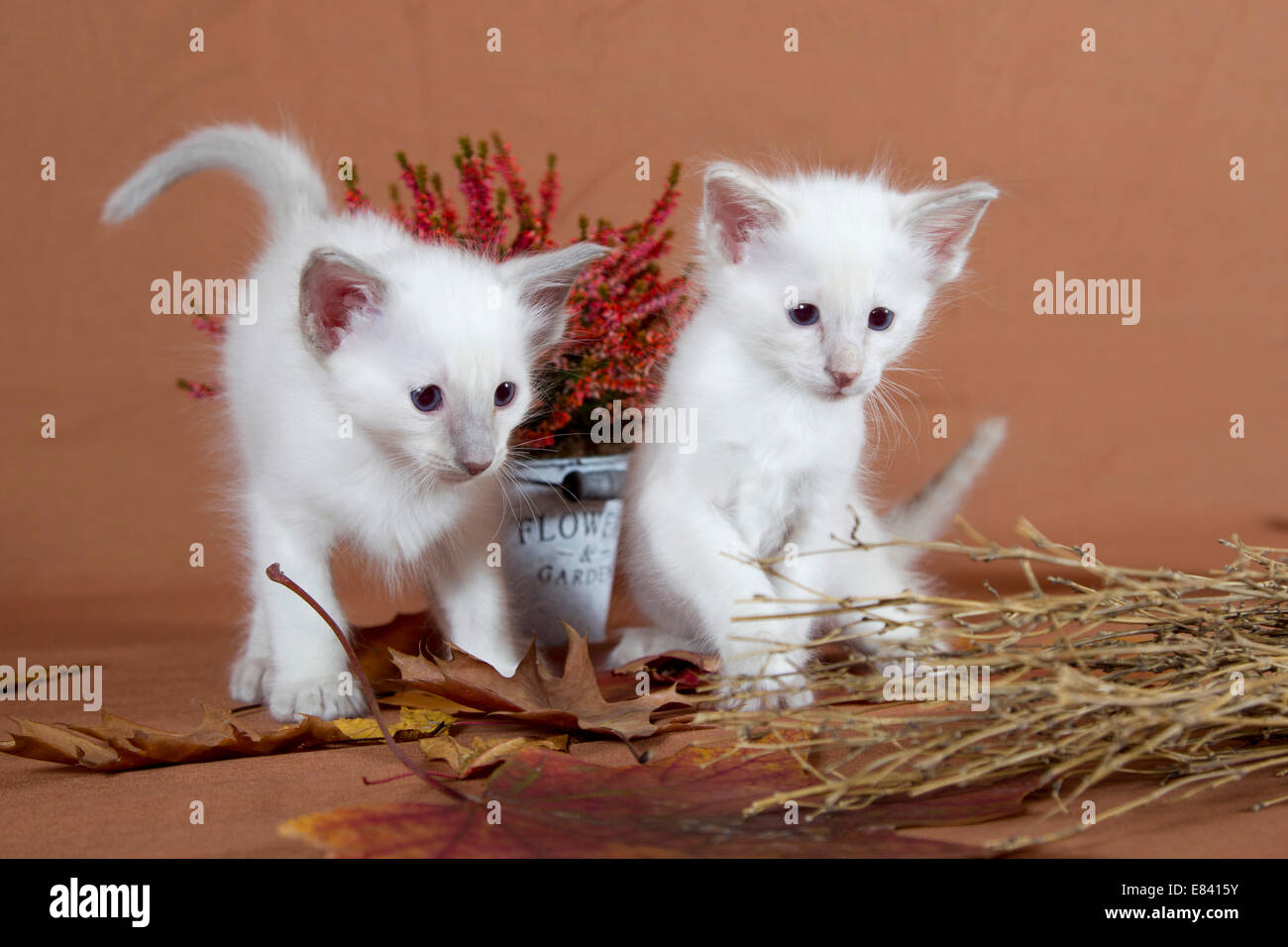 Due gattini Balinese in una impostazione autunnali Foto Stock