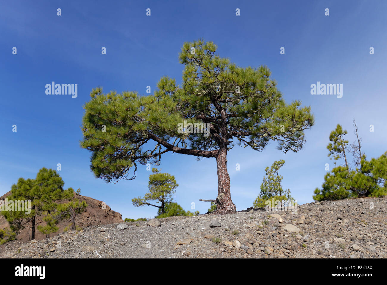 Isola Canarie pine (Pinus canariensis), Tajuya vulcano, la Palma Isole Canarie Spagna Foto Stock