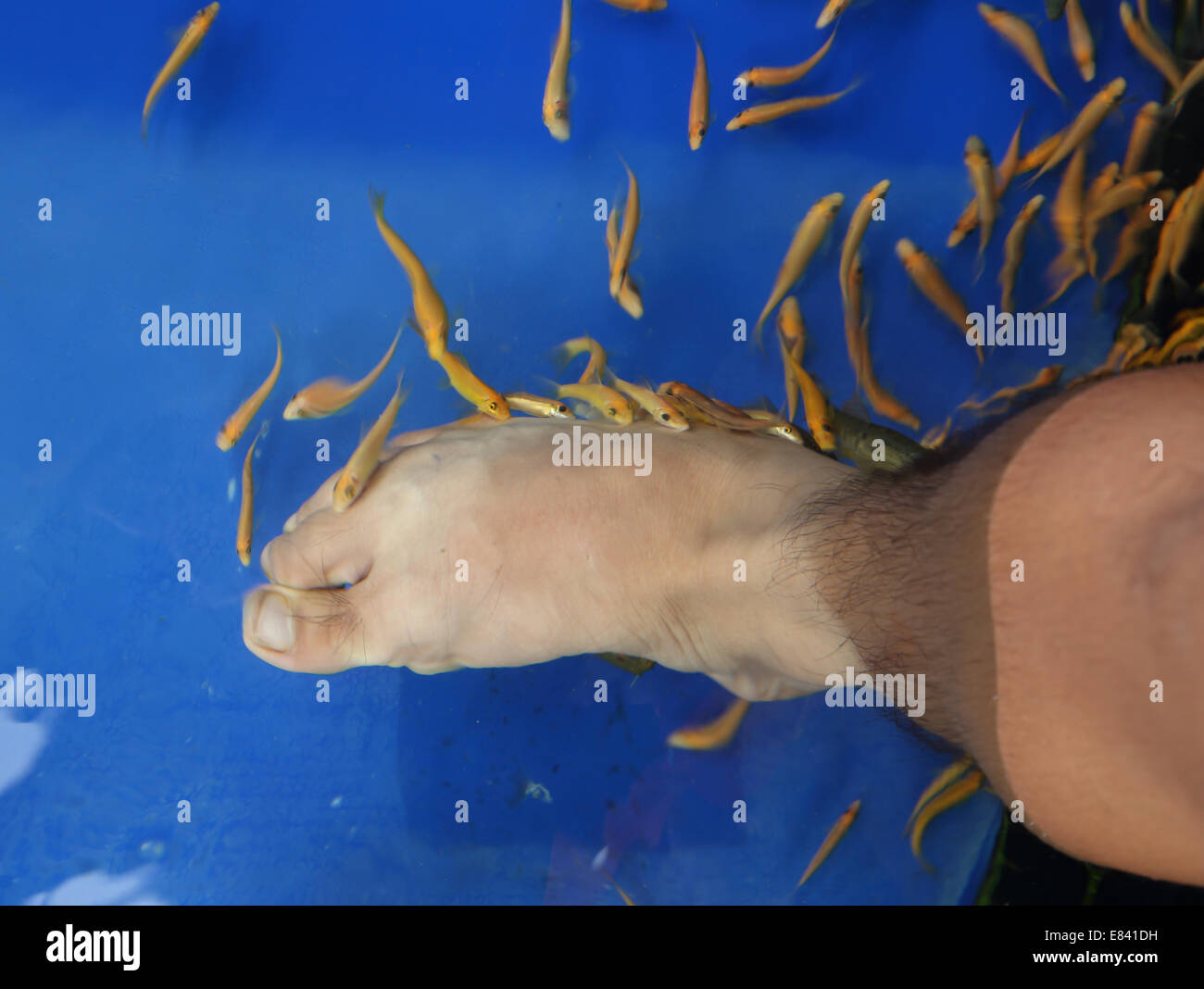 Pesce Spa per piede la terapia della pelle Foto Stock