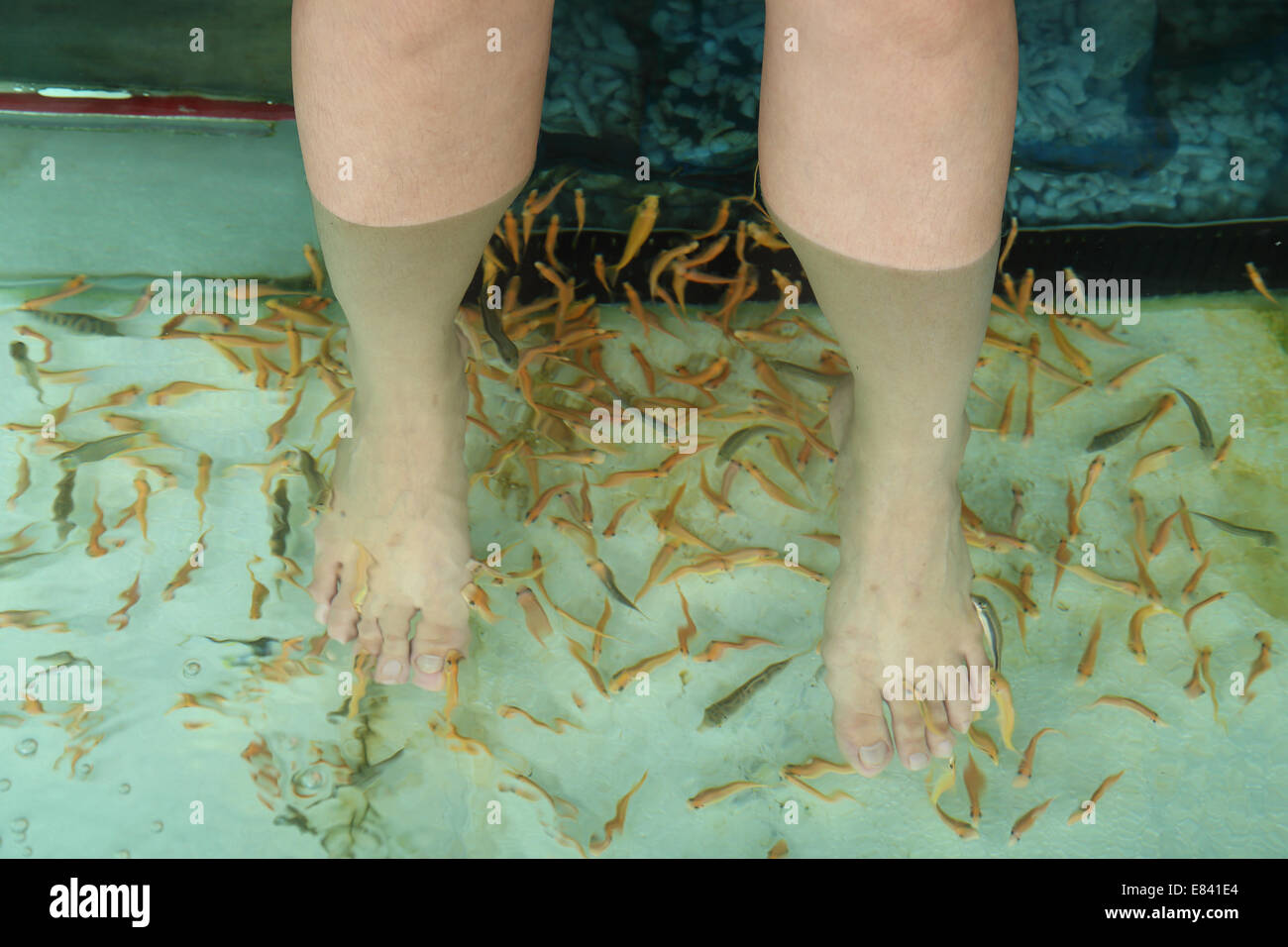 Pesce Spa per piede la terapia della pelle Foto Stock