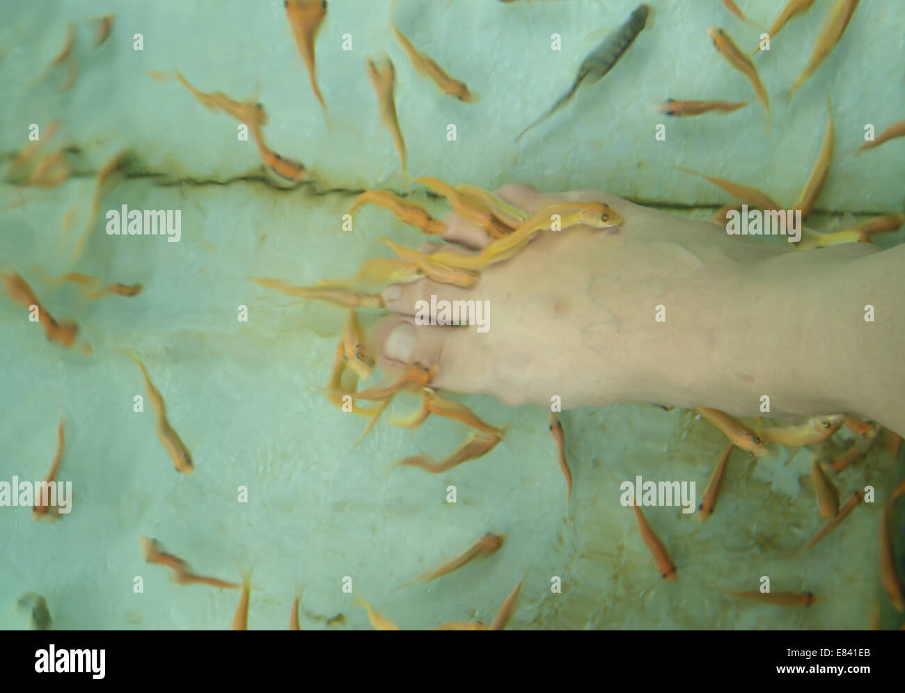 Pesce Spa per piede la terapia della pelle Foto Stock